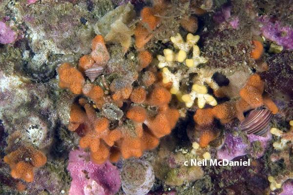 Photo of Costazia ventricosa by <a href="http://www.seastarsofthepacificnorthwest.info/">Neil McDaniel</a>